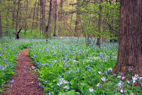 Bowman's wildflower preserve - NEW HOPE, Pa. -- Bowman's Hill Wildflower Preserve is a place where nature-lovers, pollinators, people and wildlife converge to create a diverse ecosystem of unrivaled beauty and serenity nestled ...